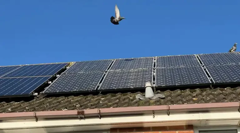 [Answered] How Much Does It Cost to Pigeon Proofing Solar Panels?