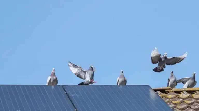 How Much Does It Cost to Pigeon Proof Solar Panels?